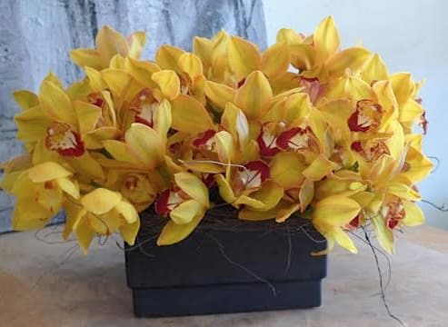 Goldeneyes - A Paveee of golden cymbidium orchids.