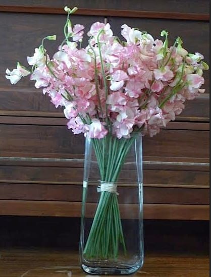 In Style - Japanese sweet peas