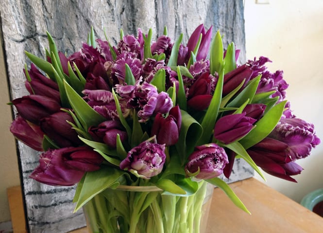 Purple tulips and fringed carnations in a clear glass vase