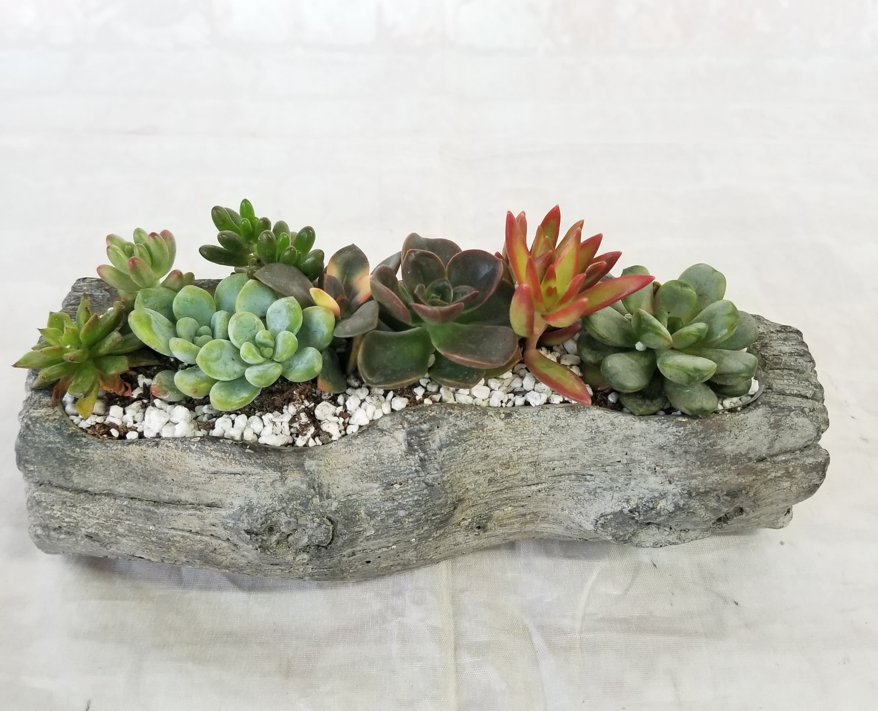 Succulent arrangement in a rustic driftwood-style planter
