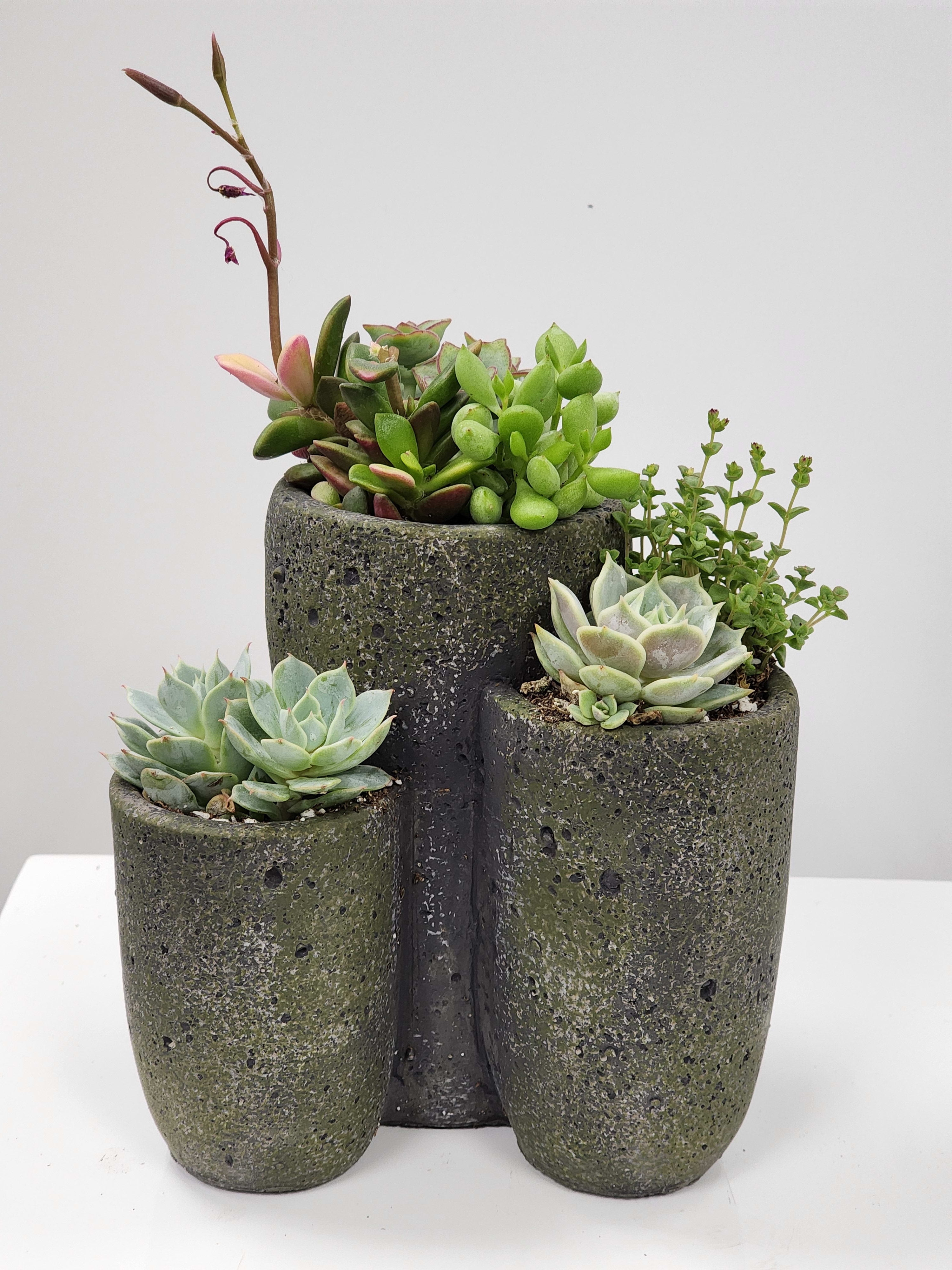 6" Tall Succulent Trio Planter - Select this 6" tall cement trio planter filled with succulents.   Approximately 7" x 6" x 6".