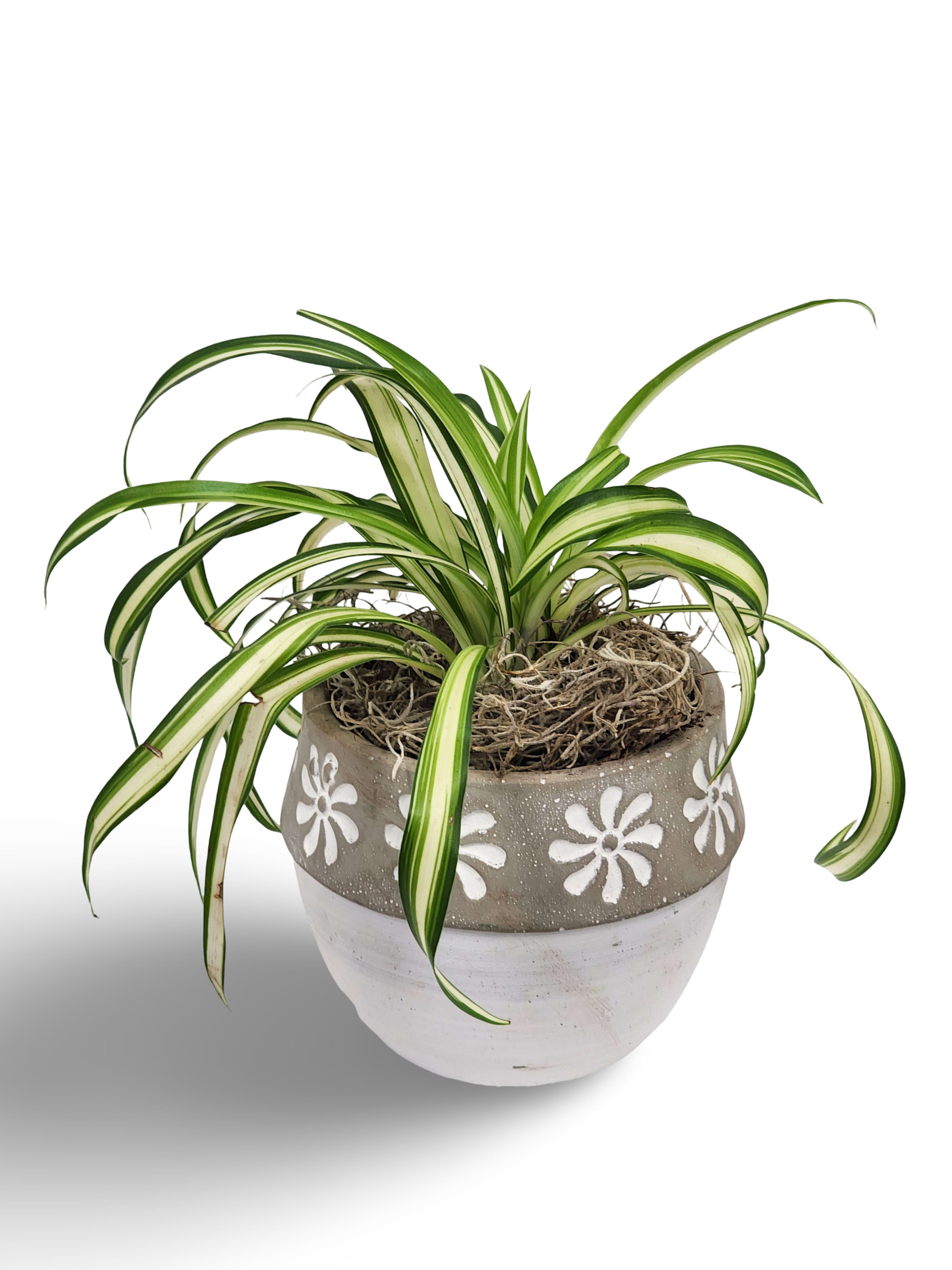 4" Spider Plant - Choose this lovely beginner plant for your garden or home. Easy to take care of, and can grow offshoots that can be cut and replanted as a brand new plant.  Approximately 5.5" tall by 8 wide.