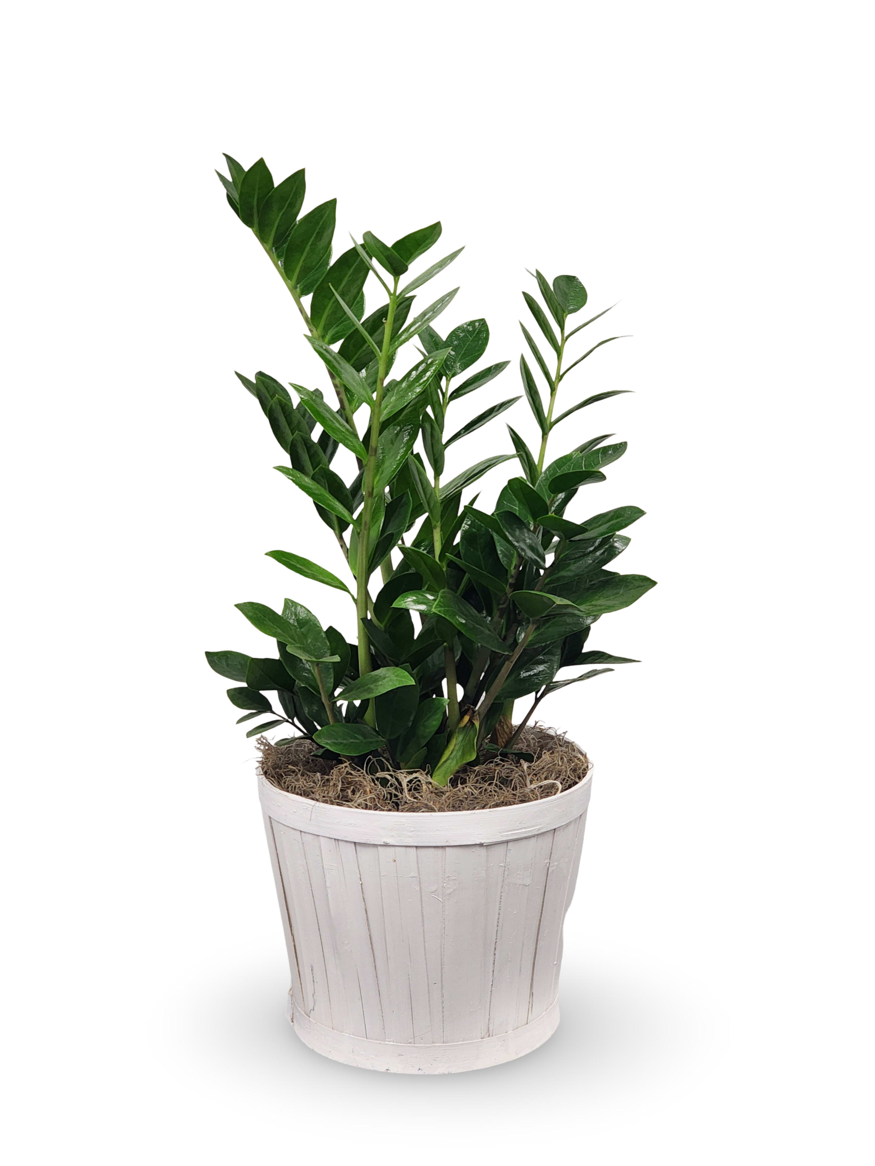 6" ZZ Plant - Select this easy to care for ZZ plant.  Container may vary. Approximately 20" tall by 8" wide.