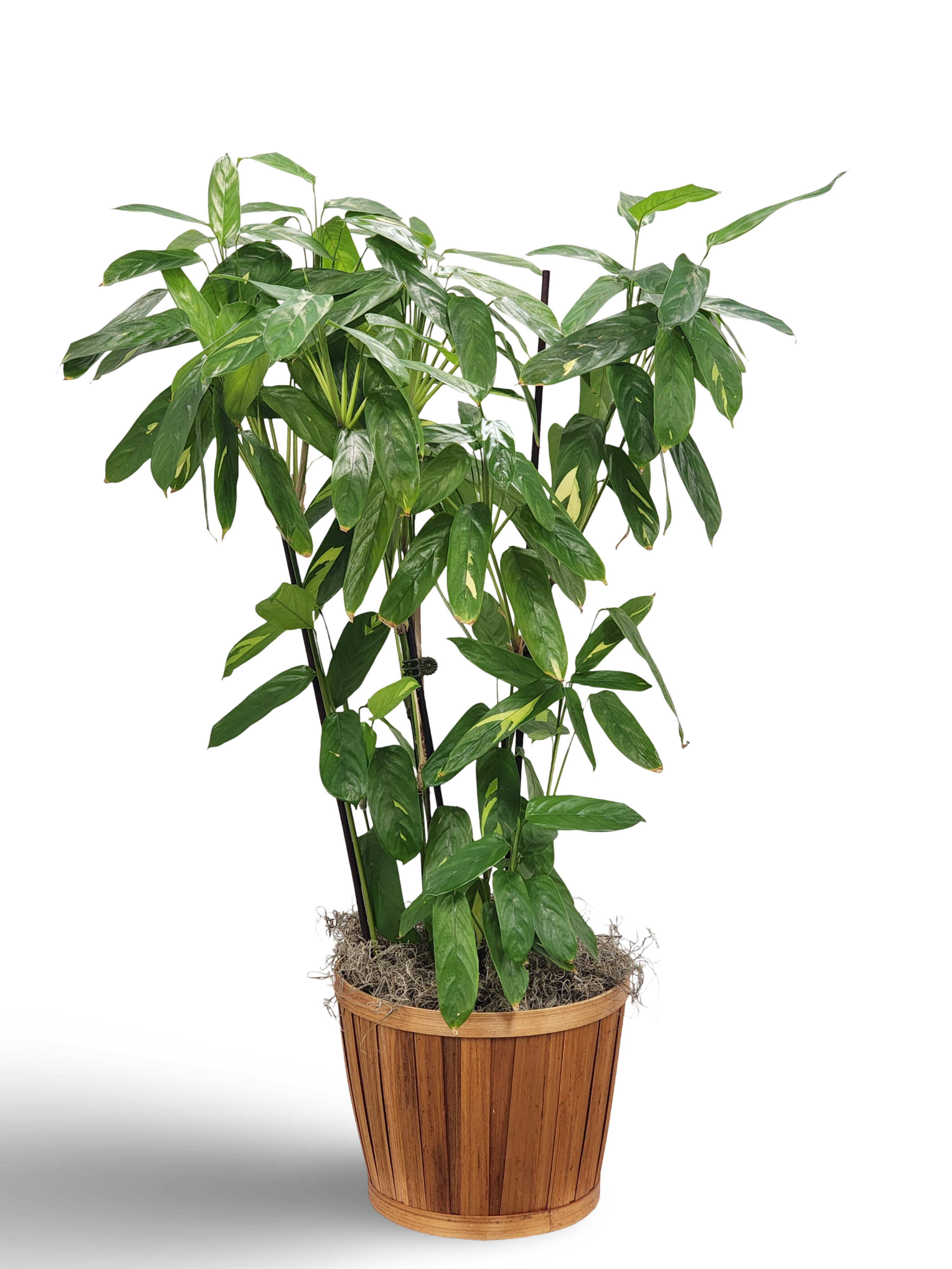 Potted green houseplant in a wooden planter