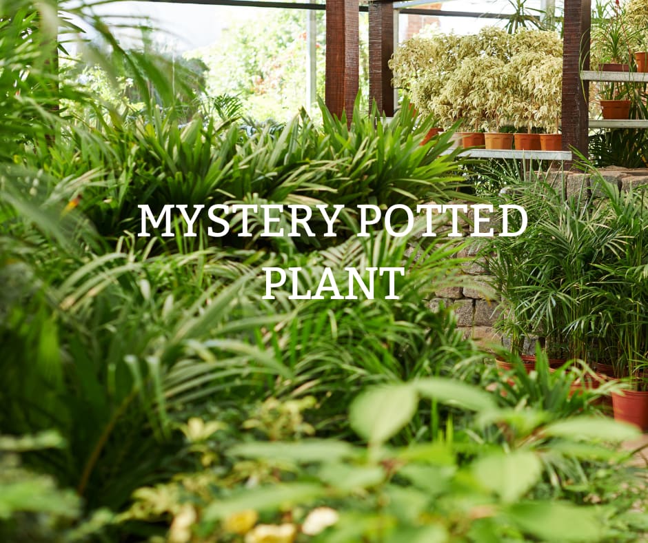 Assorted potted green plants in a greenhouse