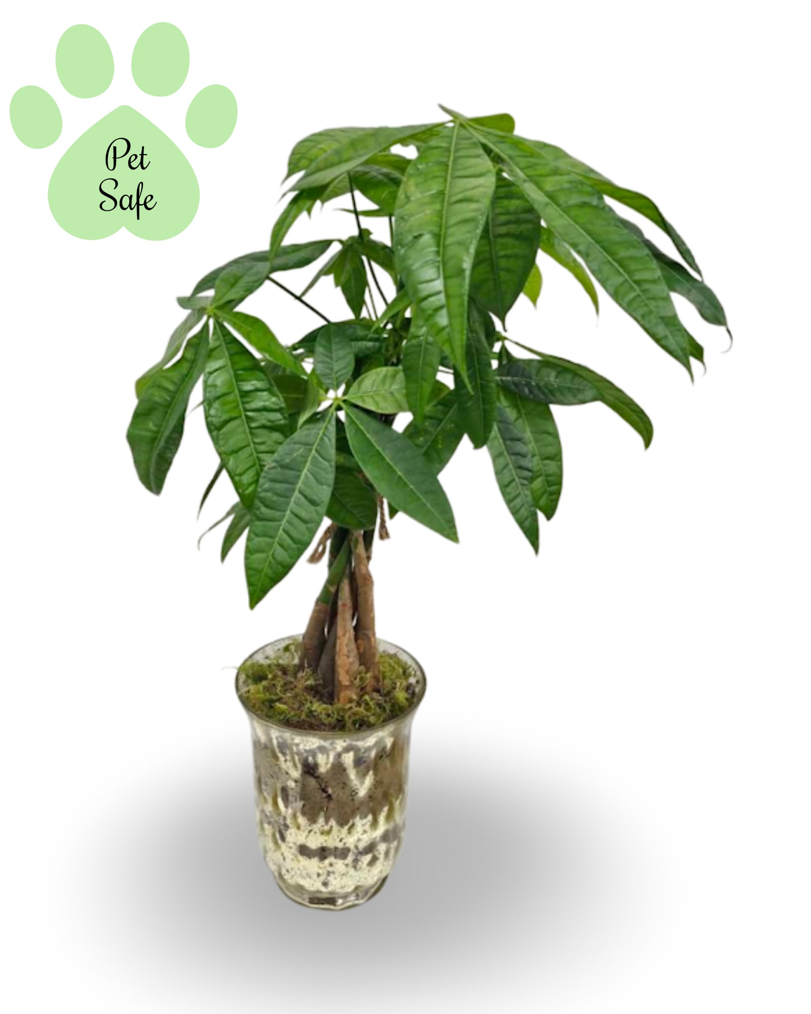 4" Money Tree Plant - Select this 4" money tree with a unique braided stem. 