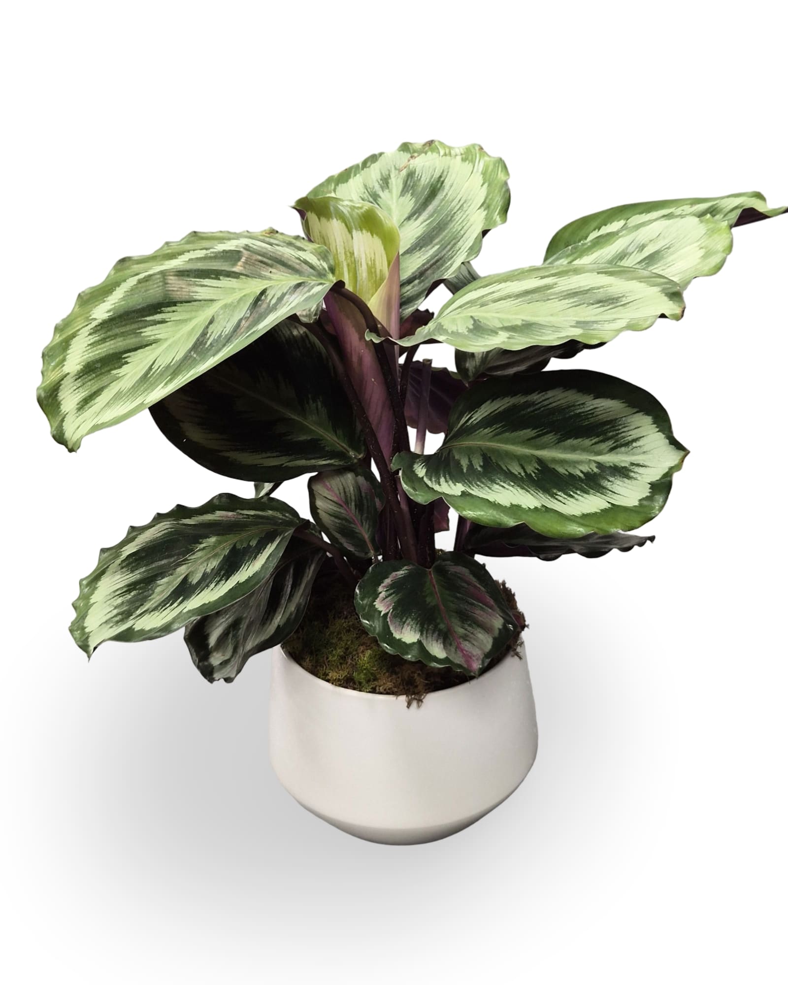 6" Calathea Plant - Select this unique and bold Calathea that is easy to care for and safe for pets, which makes a perfect gift for anyone! Container may vary.   The plant base is approximately 6 inches wide, height will vary.