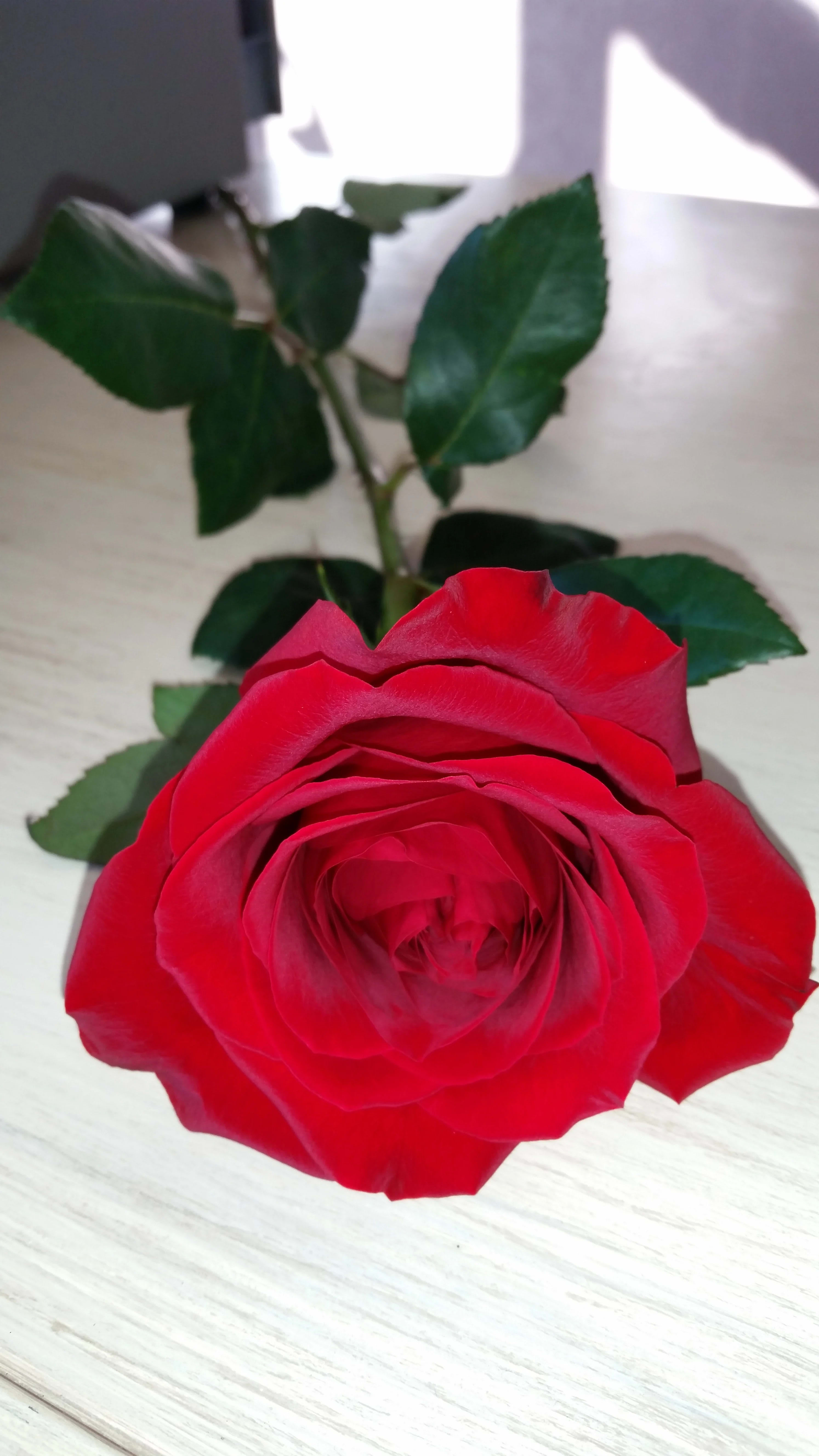 Single red rose with green leaves on a light surface