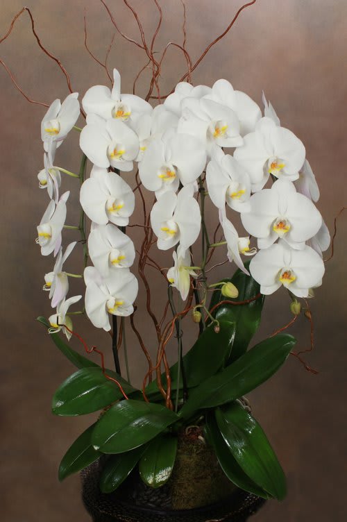Exquisite Orchids  - 5 beautiful cascading local grow orchids plants   arranged beautifully in a modern vessel  Color options available upon request,,   white, pink, purple 