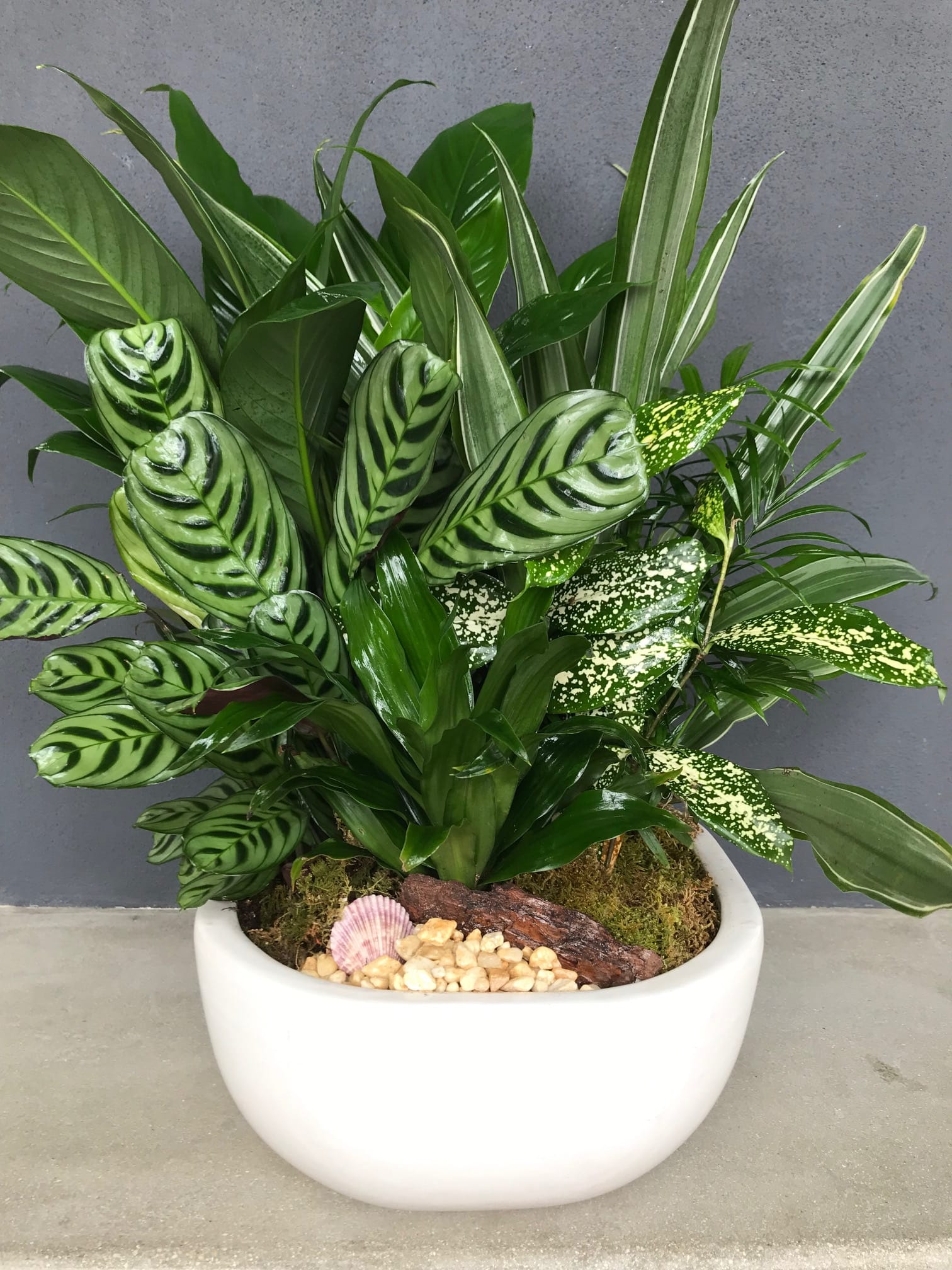 Lush Dish Garden  - modern dish garden, full of lush plants. Size 20 in H, 10in W  Please Note:  Container color and varieties may vary depending on stock.