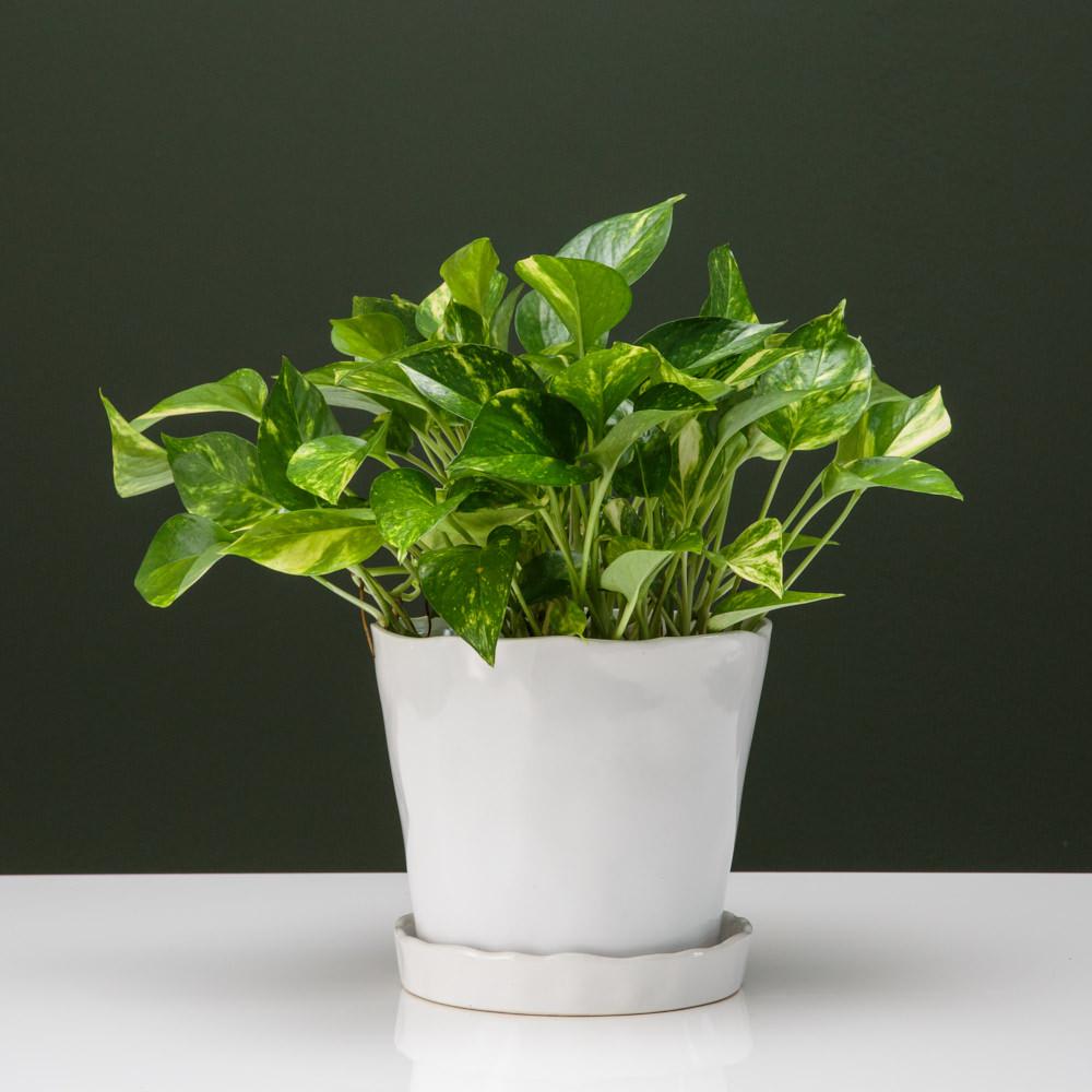 Modern Pothos Plant - Perfect gift for small spaces, patios, desk, side tables  Approximately: 11 in tall by 6 in wide       