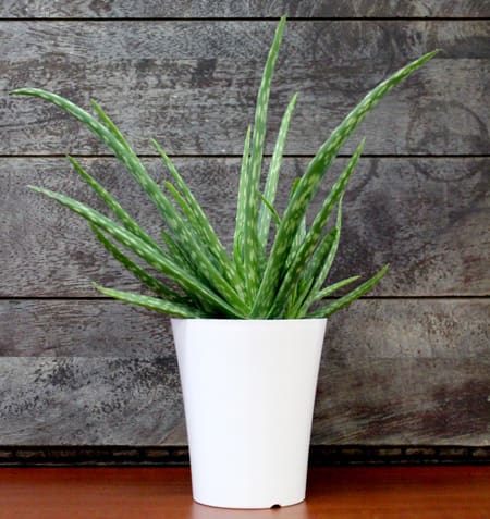 Modern Aloe Vera  - Modern gift for anyone who enjoys plants  approximately  11 in tall by 6 in wide          modern container 