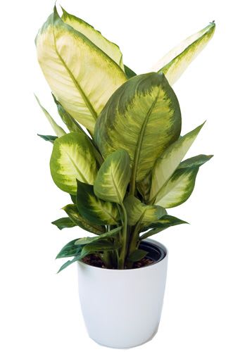 Modern Dieffenbachia plant - wonderful house or desk plant  easy care  Approximately: 14 in tall by 8 in wide  