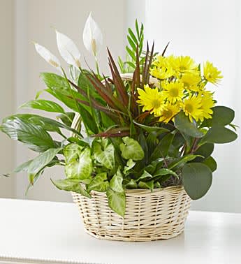 Basket arrangement with yellow daisies and white peace lilies
