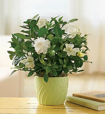White flowers in a light green pot with dense foliage