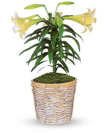 Potted lily plant with pale yellow blooms in a woven basket