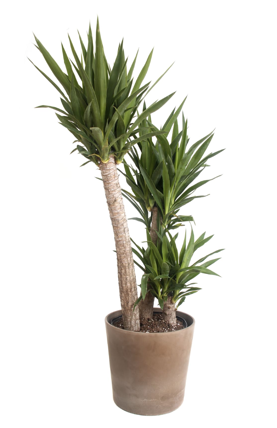 Potted dracaena plant with multiple leafy canes in a tan planter