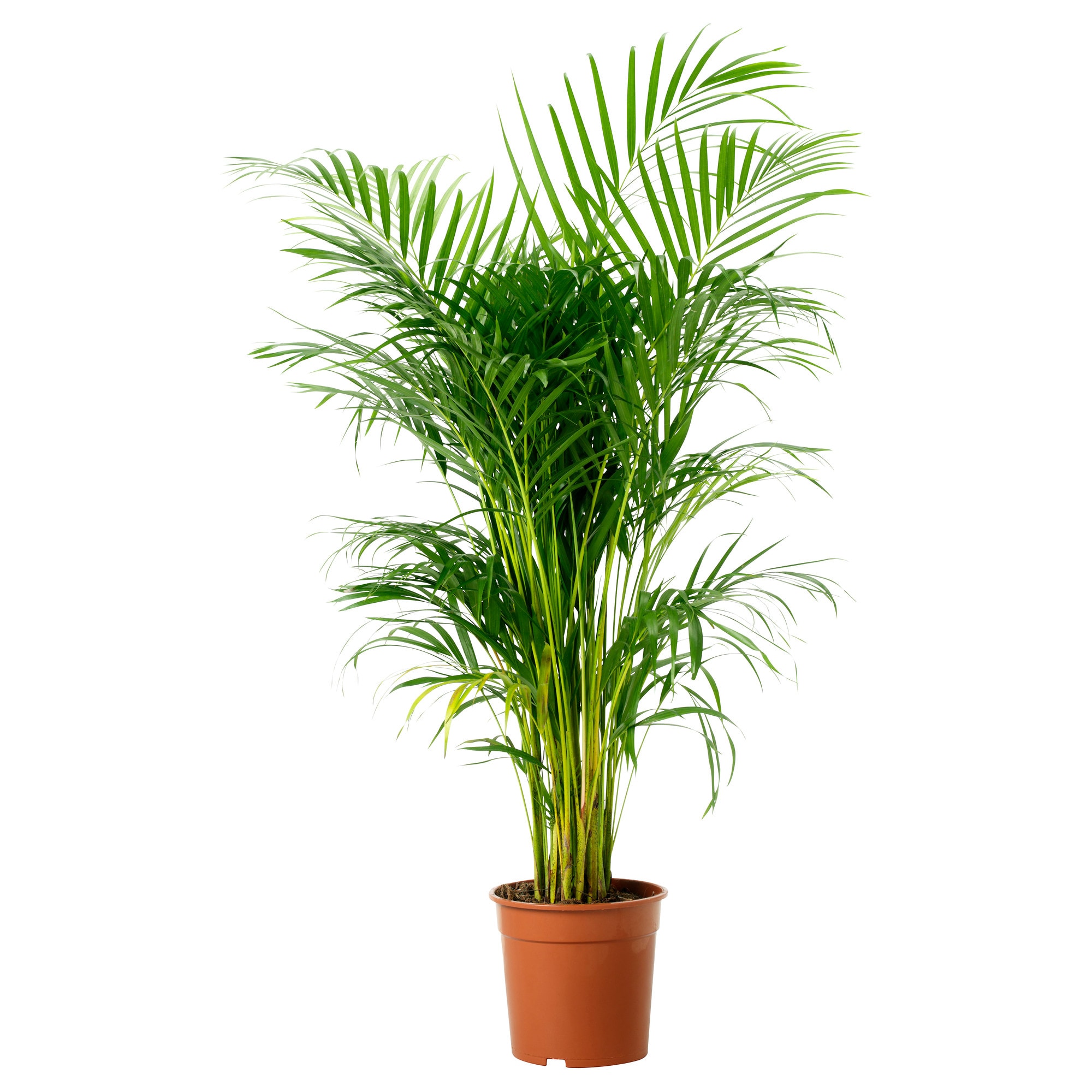 Potted palm plant with feathery green fronds in a terracotta pot