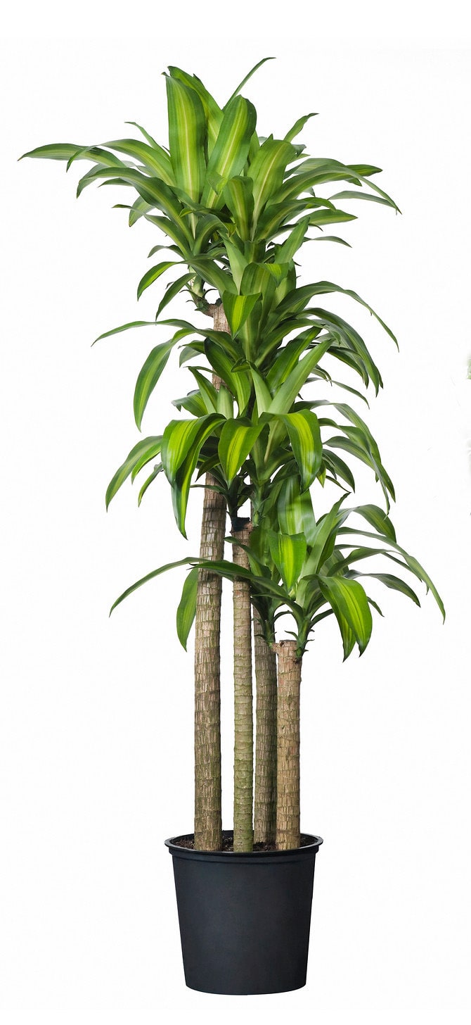 Tall potted dracaena plant with striped green leaves