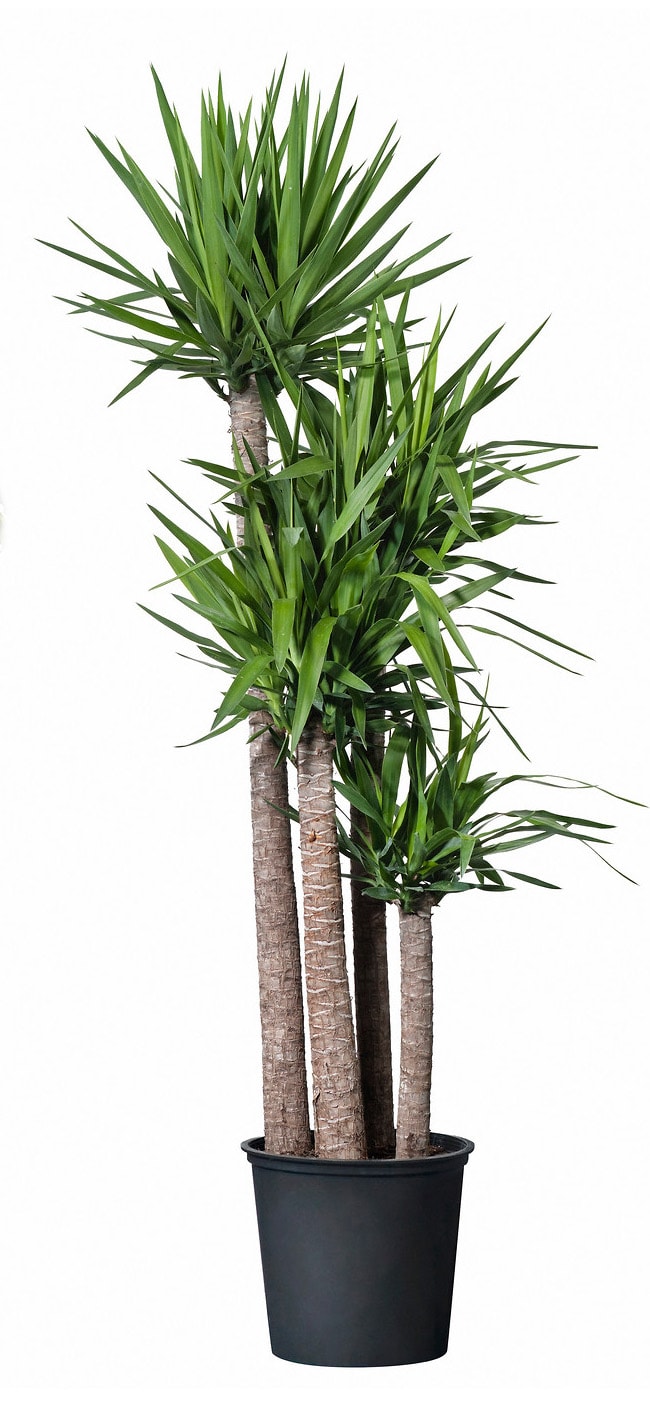 Potted dracaena plant with multiple tall trunks and spiky green leaves
