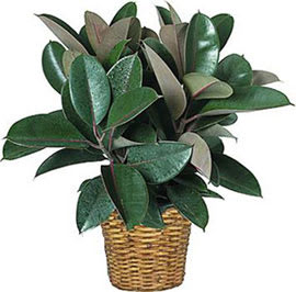 Potted plant with broad dark green leaves in a woven basket