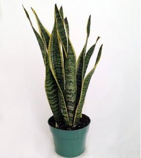 Potted snake plant with tall variegated leaves