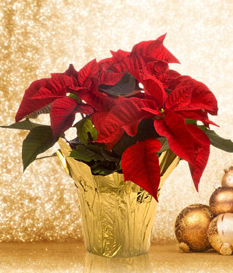 Red poinsettia plant in a gold foil pot