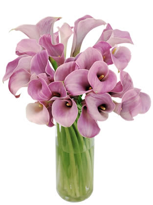 Pink calla lilies arranged in a clear glass vase
