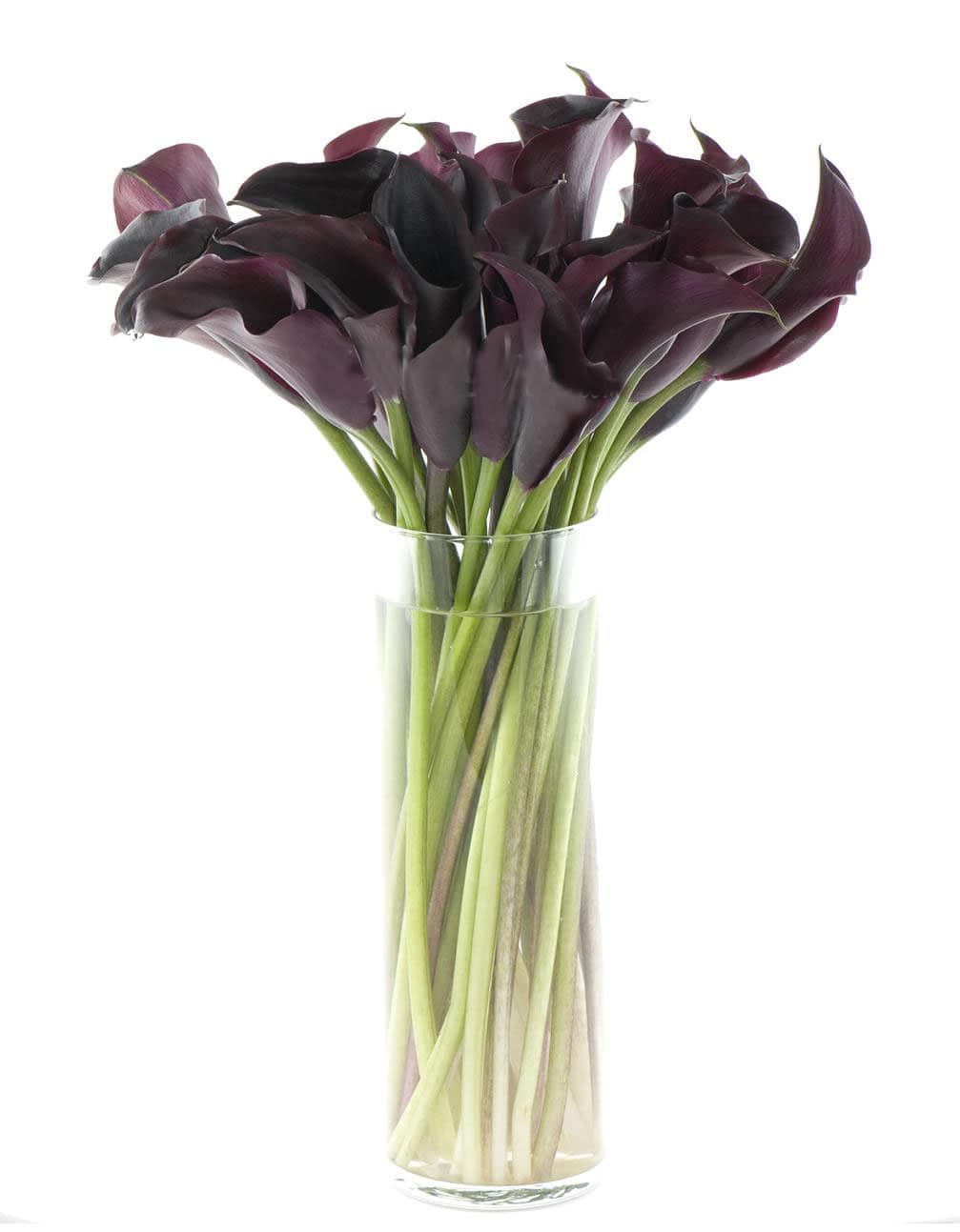 Dark purple calla lilies in a clear glass vase