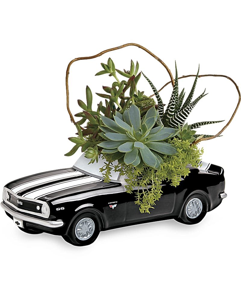 Succulent arrangement in a black car-shaped planter