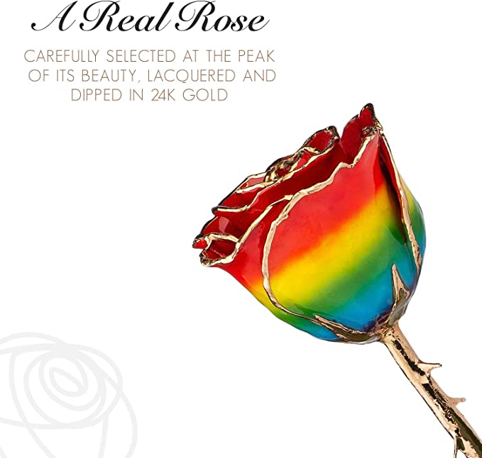 Rainbow-colored rose with gold edges on a white background