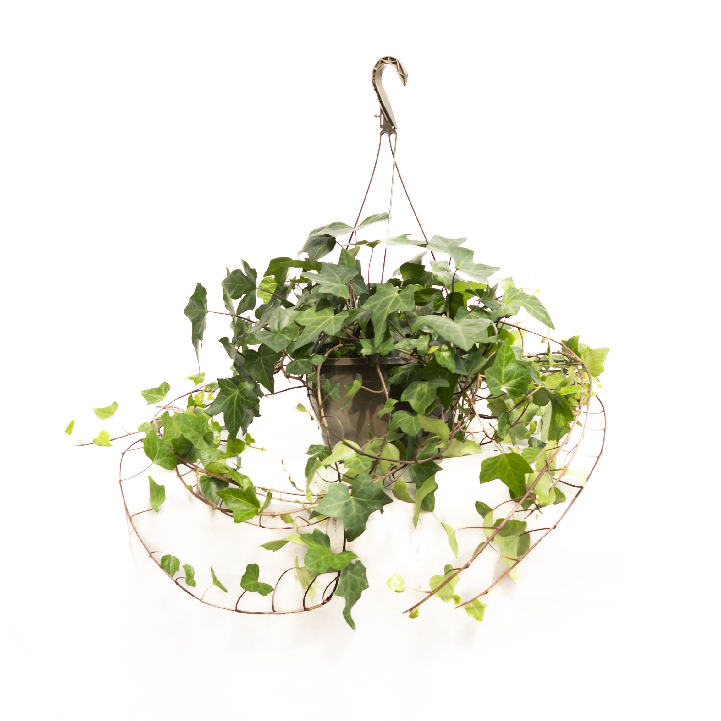 Hanging potted ivy plant in a metal hanger