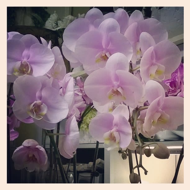 Blooming Orchid Plant  - Orchid plant(s) in a contemporary container with curly willow and moss accents and added ferns or other products.Color selection may vary by season'