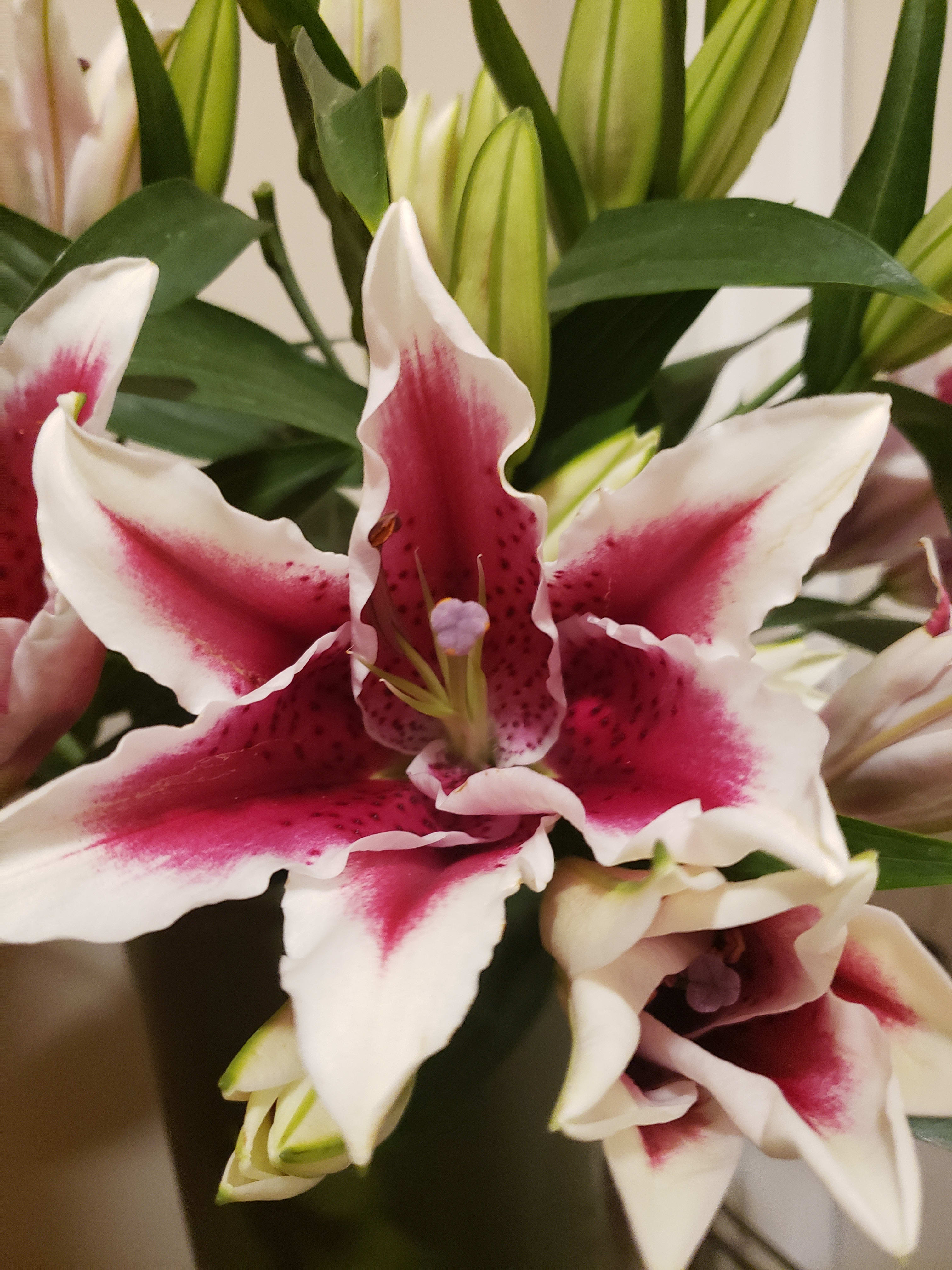 Star Gazer Bouquet  -  Designers choice! Stargazers &amp; floral variety designed in a glass vase. 