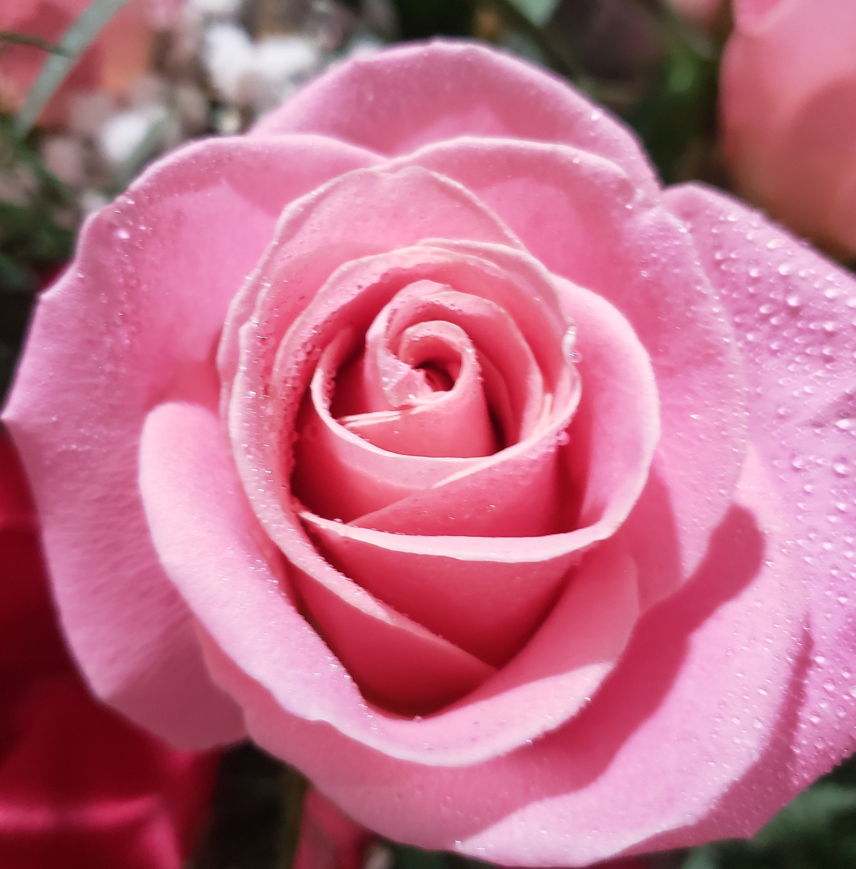 Close-up of a single pink rose bloom with soft petals and tiny water droplets on the outer petals