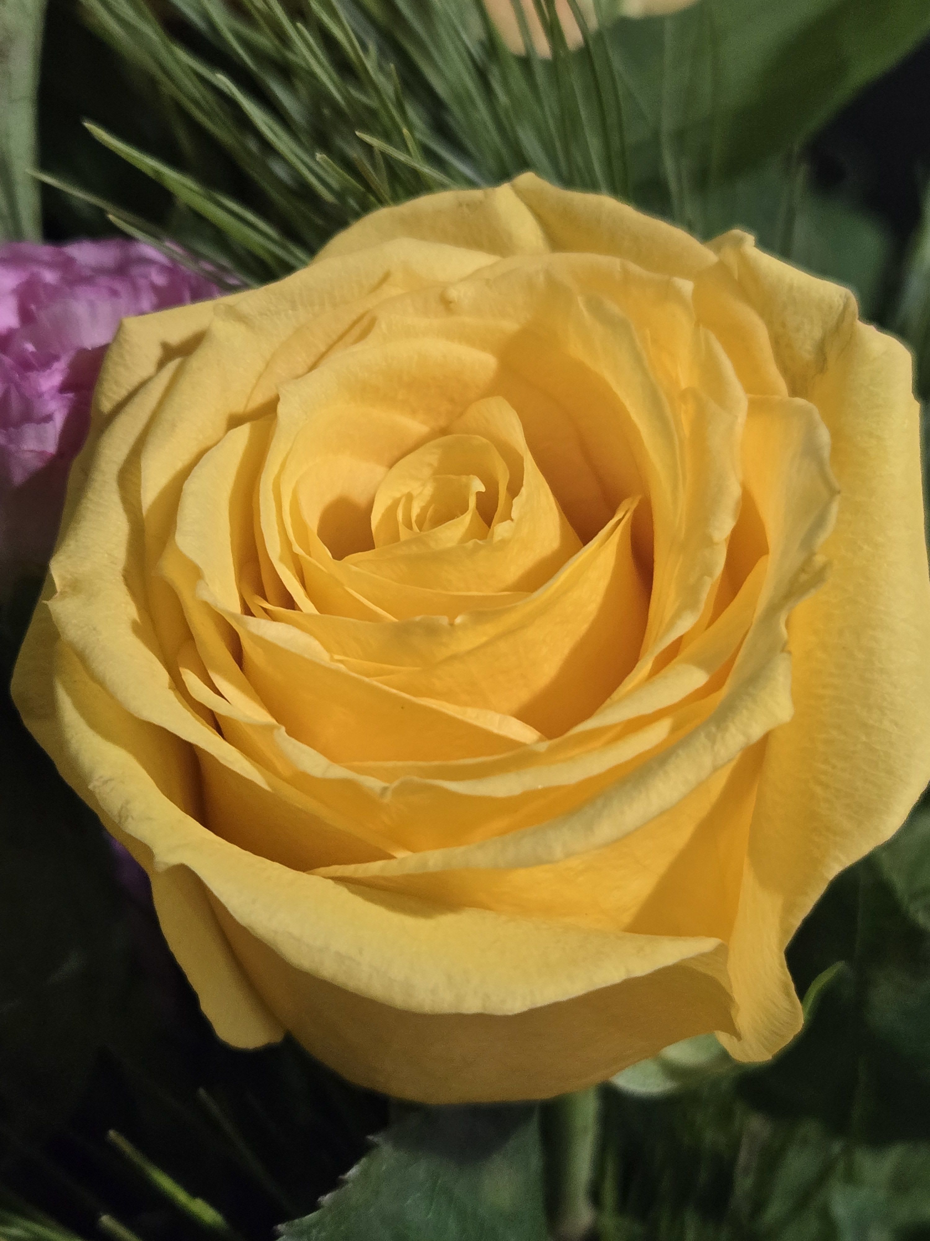 Close-up of a single yellow rose in full bloom.