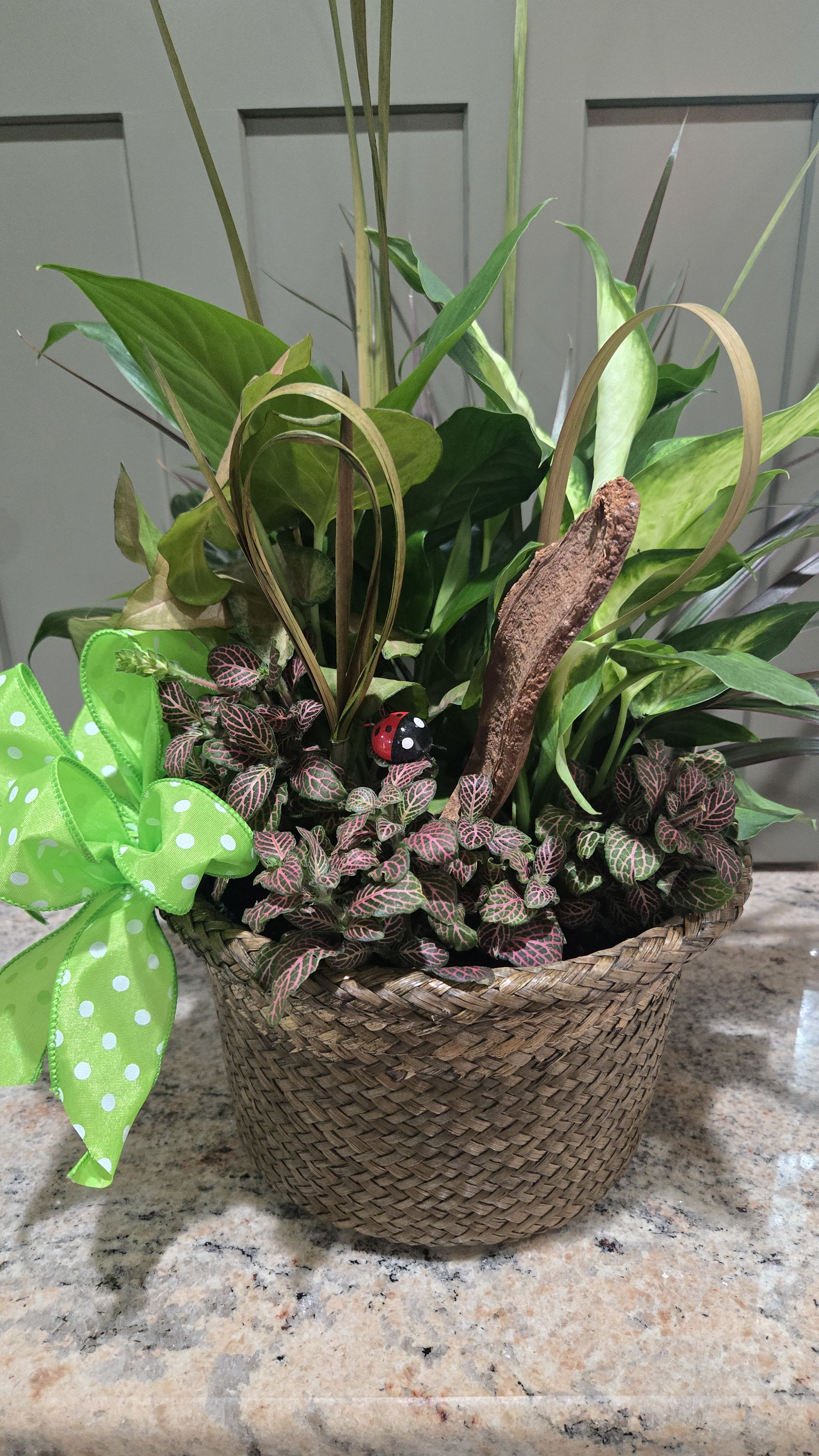 Garden Sanctuary  - This 8" collection of indoor plants are nestled in a liner and 9" Rattan pot cover. The completed design includes the bow, wooden Ladybug,  with  reeds &amp; pod. Easy care planter for indoors. Great gift idea for any occasion.  Deluxe design choice will add a couple of watertubbed fresh cut flowers, for temporary pop of color.