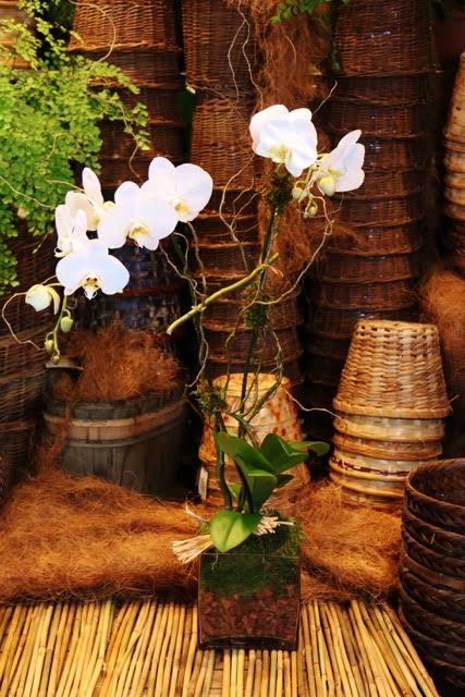 White orchids arranged in a square glass vase