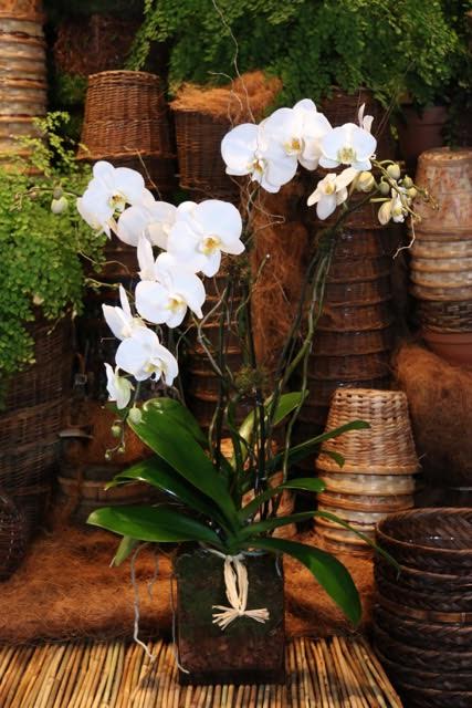 Triple Stem White Orchid - Triple stem white orchid in glass vase