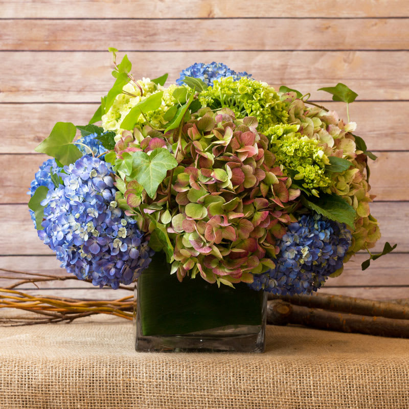 CLASSIC HYDRANGEA ARRANGEMENT - MIXED HYDRANGEAS TIGHTLY ARRANGED IN CUBE WITH IVY