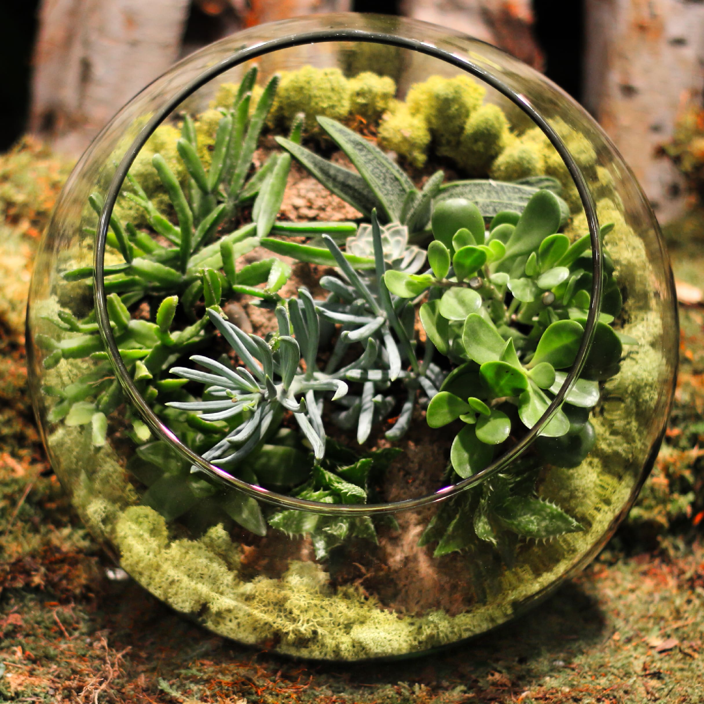 MAGICAL FOREST TERRARIUM  - TERRARIUM IN ROUND FISH BOWL SHAPE  WITH ASSORTMENT OF SUCCULENTS (5 VARIETY)