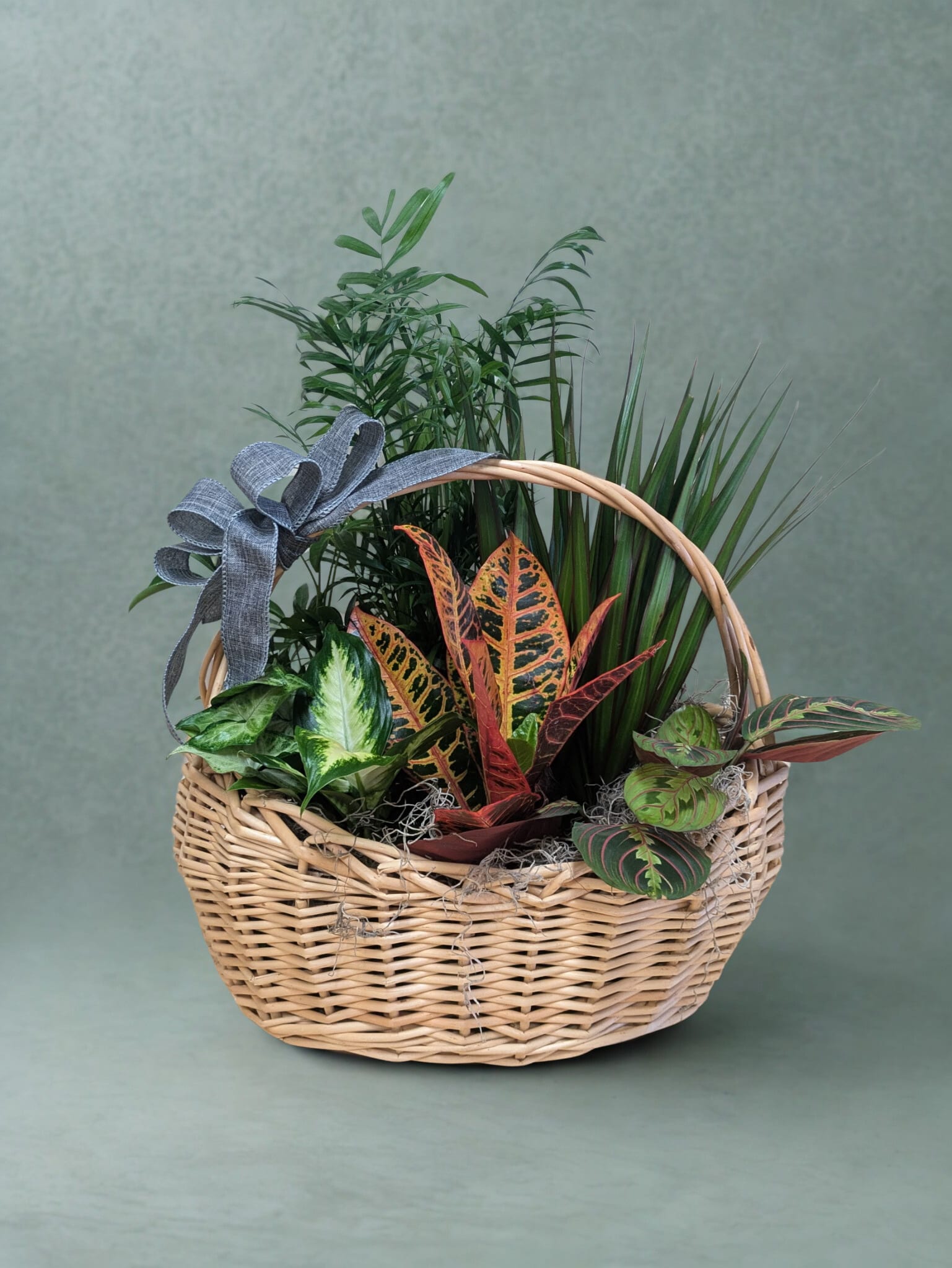 Gathered Greens Basket - A charming mix of living beauty, thoughtfully gathered in a blonde basket with a classic handle and finished with a soft gray ribbon. This lush arrangement features a curated assortment of four 4” houseplants and three 3” houseplants, all nestled into natural Spanish moss for a full, organic look. Easy to love and long-lasting, this piece brings warmth, texture, and fresh energy to any space—perfect for gifting or brightening your own home.  All house plants, house plant colors and varieties, and containers are subject to change due to availability. 