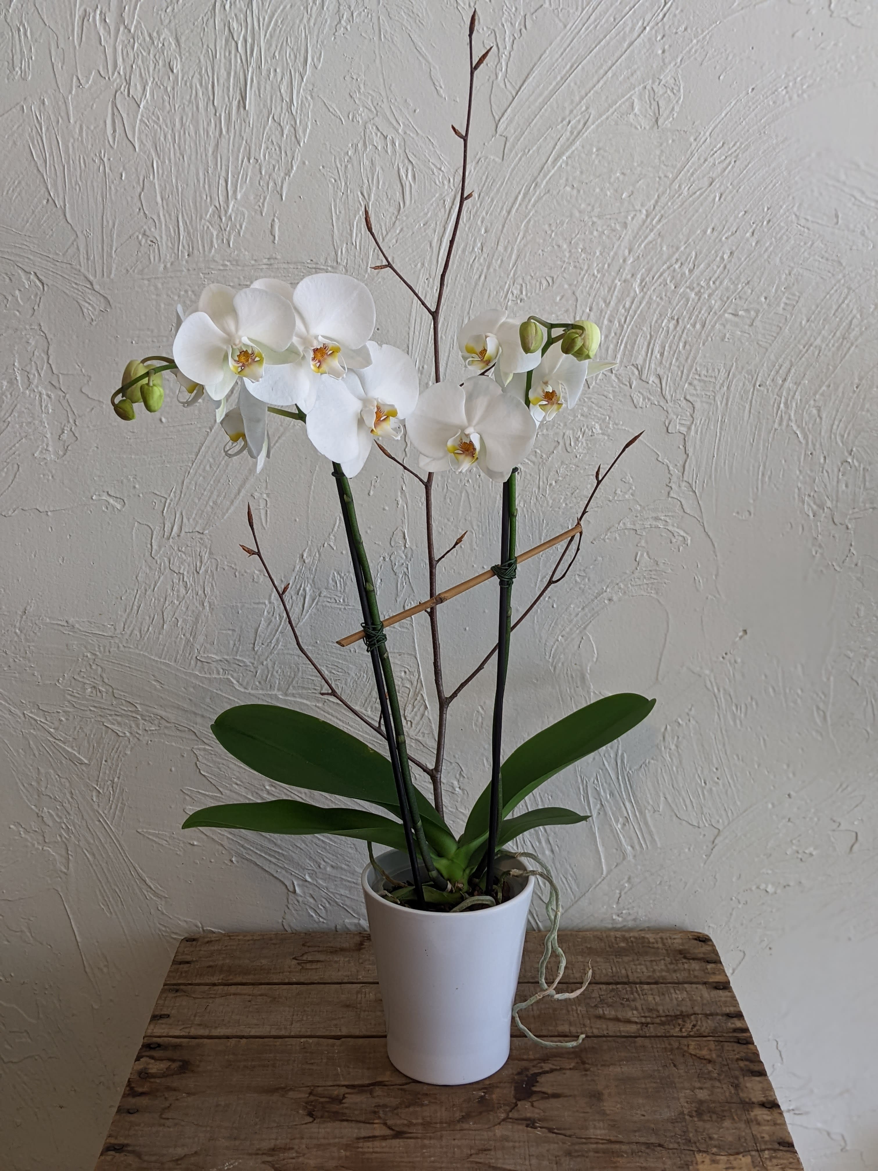Medium Double-stem Phalaenopsis Orchid - Give the gift of a beautiful orchid plant today! Delicate, exotic and graceful, orchids help convey a sense of luxury and beauty in any setting. They are an especially beautiful accent for a home or office. Each orchid is gift wrapped and dressed in a container. Need a little more *umph*? Call us today to check availability of multi-orchid setups! Color is subject to market availability.  Deluxe upgrades to fancy container  