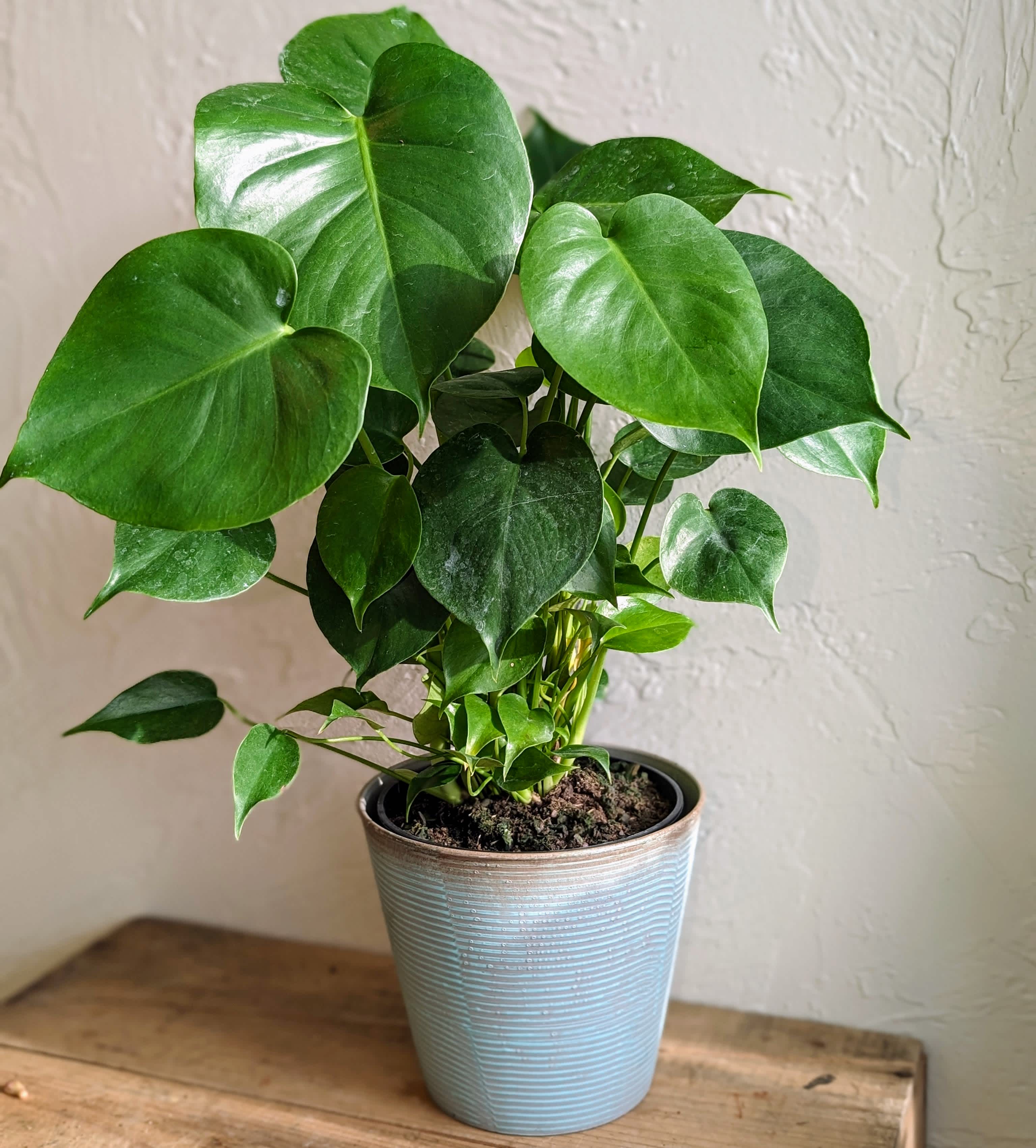 Monstera Deliciosa (6 Inch Pot) - Bring the Lush Greenery of Our Thriving Monstera to Your Home  Standing proudly in a 6-inch pot, our captivating Monstera is ready to add a touch of sophistication and vibrant life to any space. This low-maintenance marvel features stunningly lobed leaves with unique shapes and a rich green hue, creating a natural focal point in your home.  Ideal for plant enthusiasts of all levels, our Monstera thrives in indirect sunlight and requires infrequent watering, making it a reliable companion for busy lifestyles. Watch it gracefully unfurl new leaves and climb with gentle support, bringing a breath of fresh air (literally!) to your home.