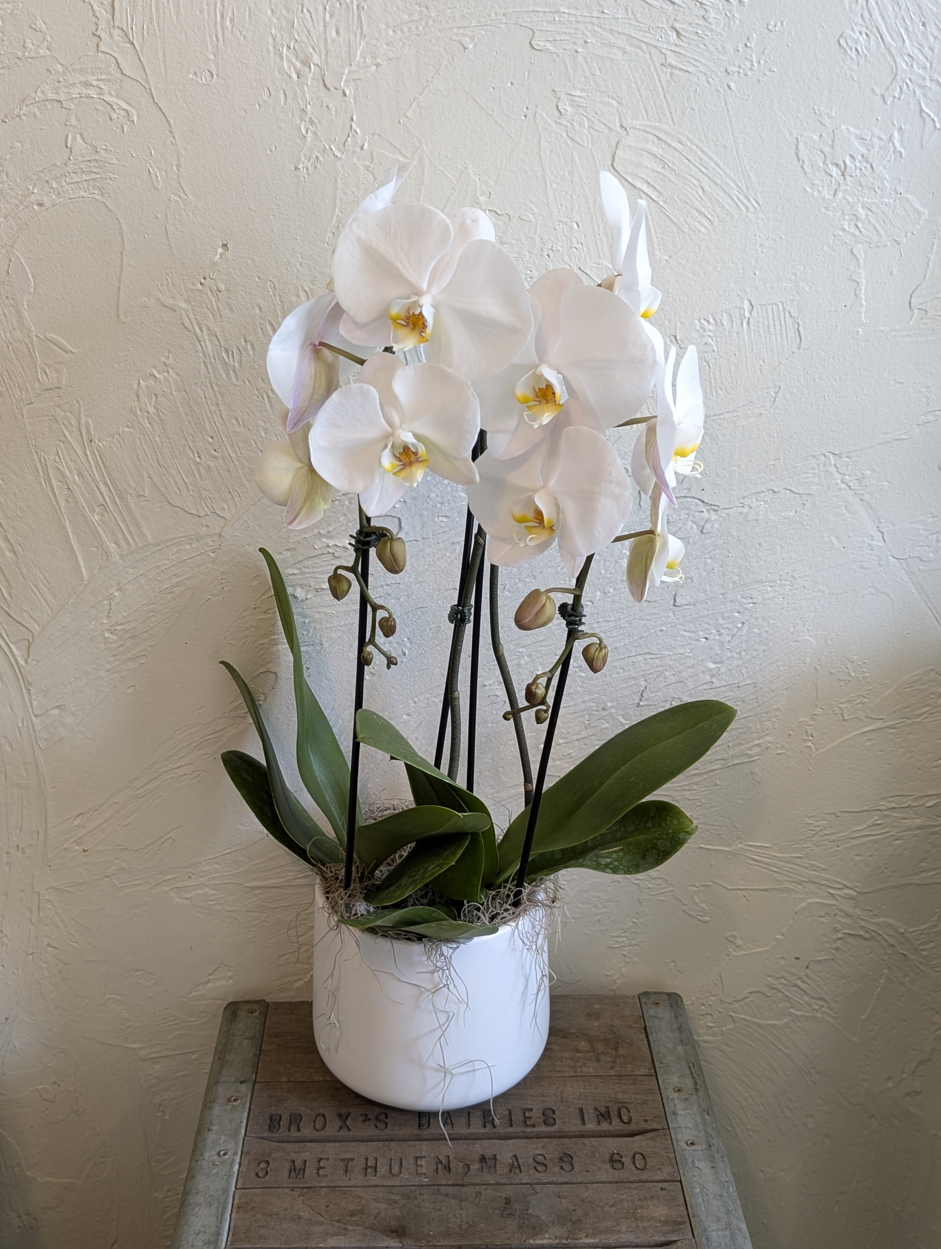 Double Cascading Orchid - Make a statement with our elegant Double Cascading Orchid, featuring two breathtaking Phalaenopsis orchid stems arranged to gracefully cascade in full bloom. Presented in a modern white ceramic pot, this stunning piece adds a touch of luxury and tranquility to any home or office. A perfect gift for birthdays, anniversaries, or simply to brighten someone’s day.  Care Tips: Place in bright, indirect light and water sparingly—just enough to keep the moss slightly damp.  Colors subject to availability Please include preferred color in special instructions. If no preference is specified we will send the best looking one!  If you need to guarantee colors please call before placing your order