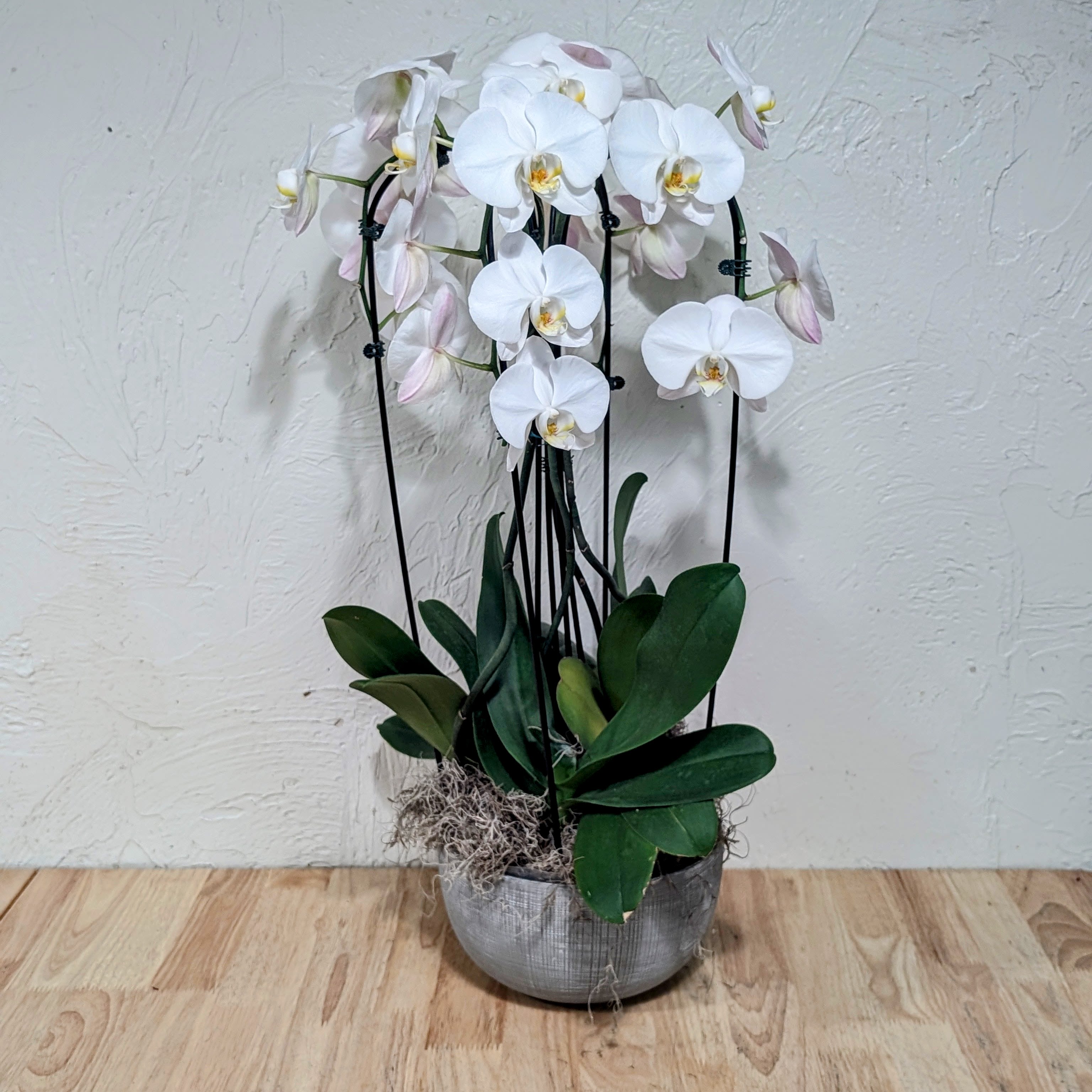 Quadruple Cascading Orchid - A graceful display of arching Phalaenopsis orchids makes a striking gift for birthdays, anniversaries, housewarmings, or a thoughtful thank-you. The quadruple cascading orchid arrangement features four stems of cascading blooms, giving the recipient an elegant, serene focal point for their home or office.  Planted in a textured gray ceramic pot, the orchids rise above broad, glossy dark green leaves with decorative moss at the base and discreet black support stakes to keep each stem beautifully poised.  Perfect for someone who appreciates long-lasting living gifts, this arrangement arrives ready to display and brings sustained beauty and gentle fragrance to everyday moments or special celebrations. Care is simple: keep the plant in bright, indirect light, water sparingly so the roots don't sit in water, and remove spent blooms to encourage continued flowering.  Please call to request or inquire about current color selection. 