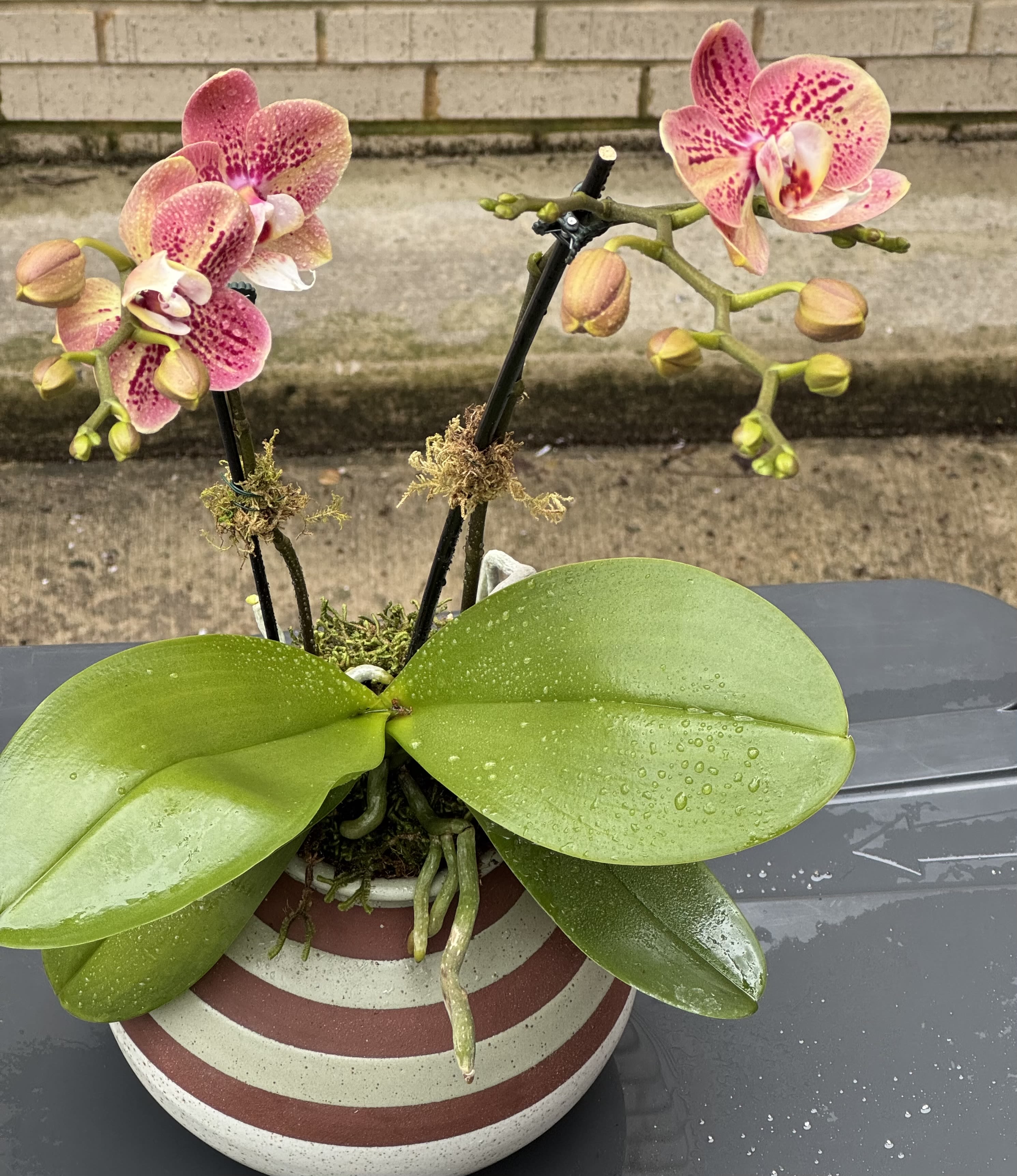 Potted orchid with pink-speckled blooms in a striped ceramic pot