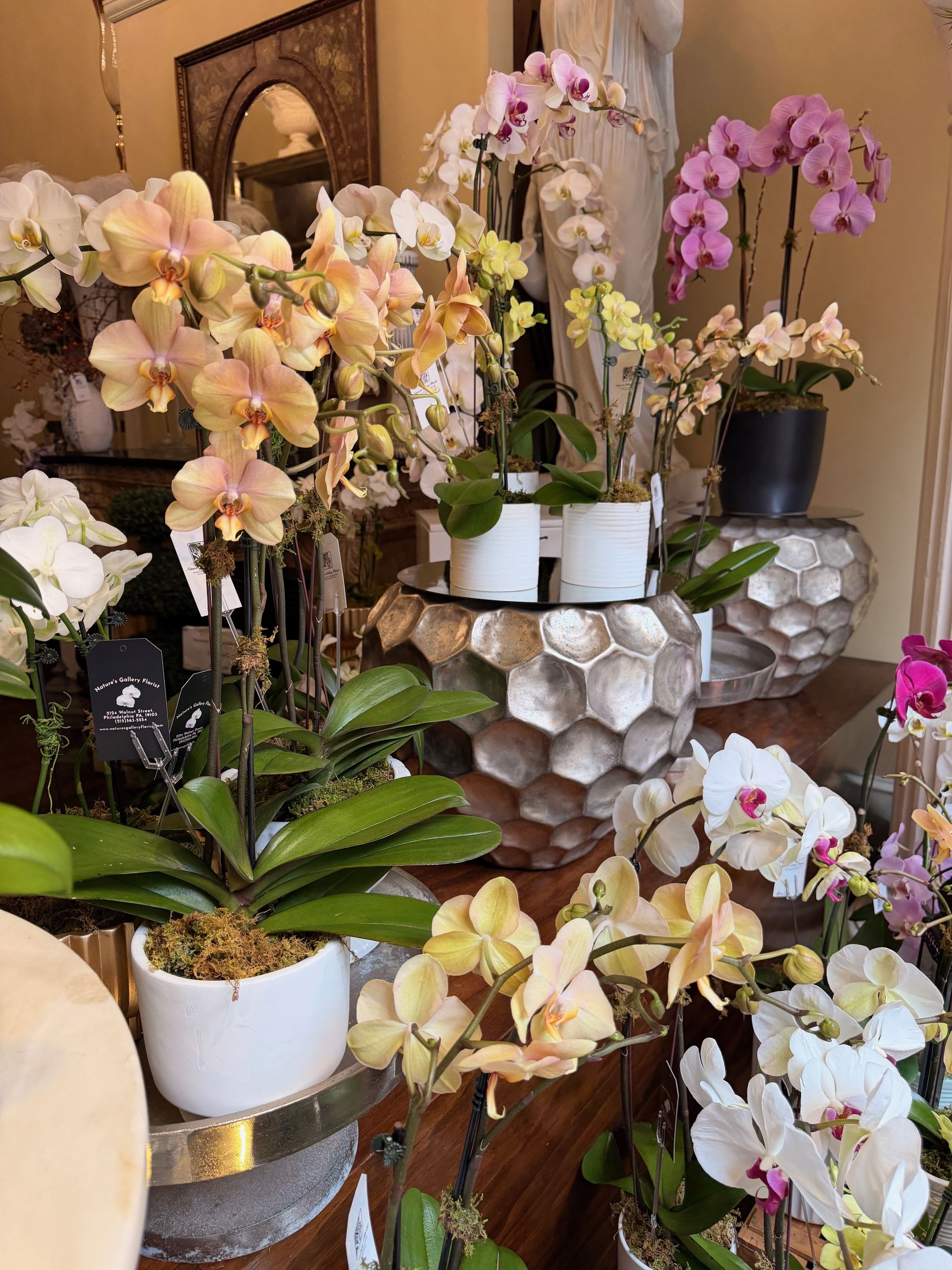 Orchid Plant of the day - A beautiful  orchid plant in elegant container- we will send the special color of the day. Spike count increases on upgraded tier price. 
