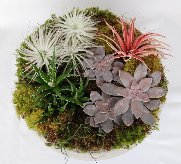 Air Plant And Succulent Dish - A stunning display of class and elegance in concrete dish with unique air plants and succulents. 