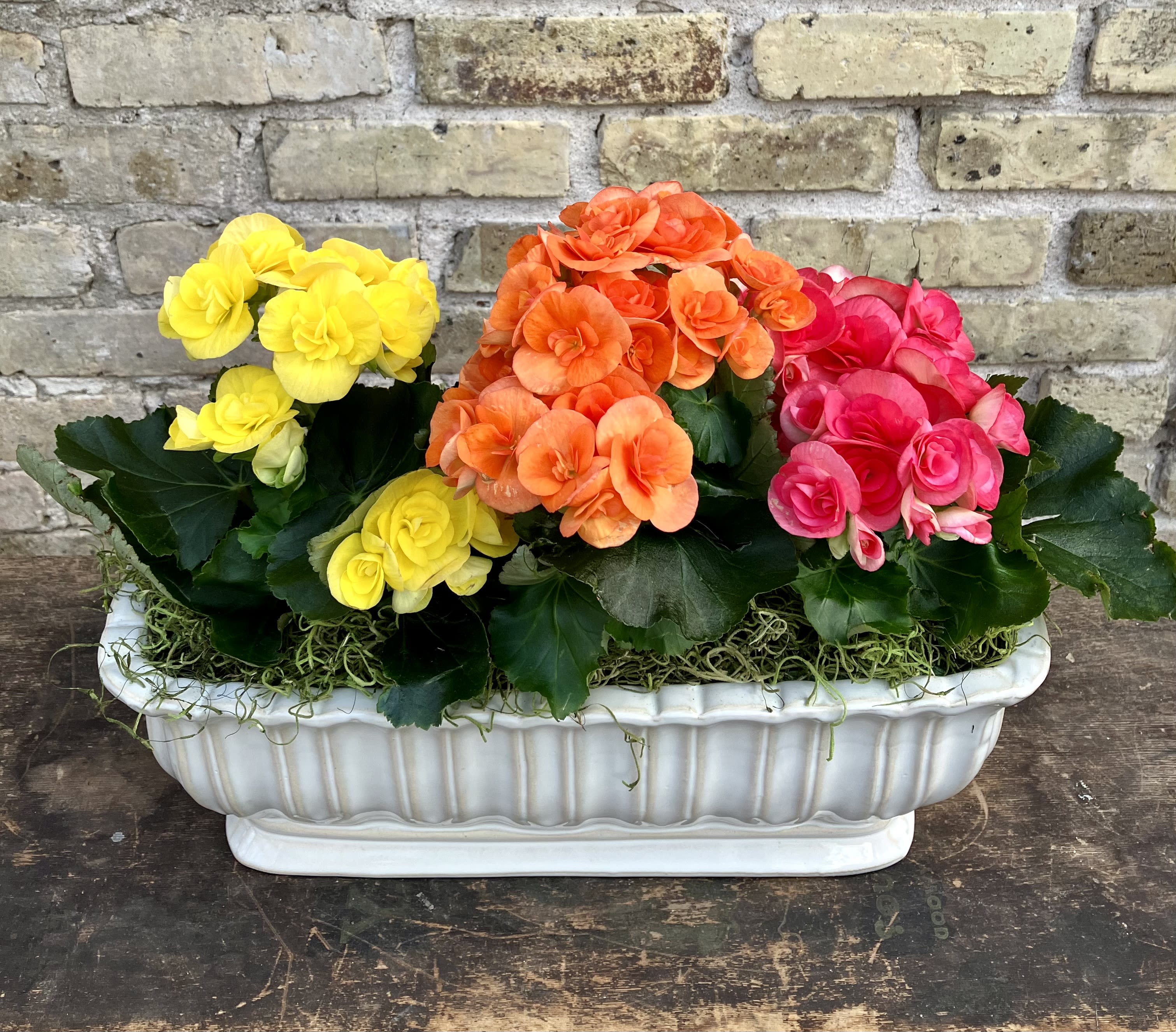 Betty Begonia - A Rectangle Ceramic Container Filled With a Nice Assortment of Rieger Begonia Plants. These Are Easy Care and Brighten Up Any Room. (Begonia color may vary depending on availability)